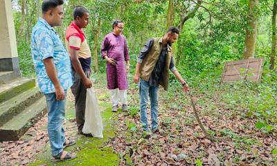 শেরপুরে অজগর সাপ উদ্ধার, বনে অবমুক্ত