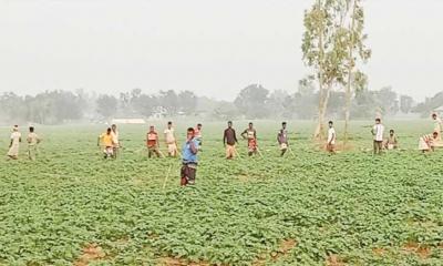 তানোরে আলুর পরিচর্যায় ব্যস্ত কৃষকরা