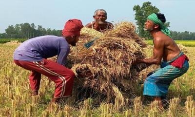 উল্লাপাড়ায় বোরো ধান কাটা শুরু, ভালো ফলনে খুশী কৃষকেরা