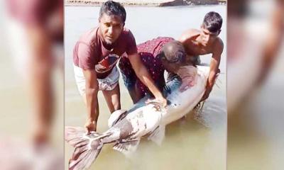 উলিপুরে ৮৫ কেজি বাঘাইড় মাছ; এক লাখ ১০ হাজারে বিক্রি