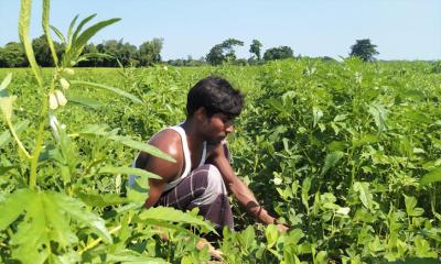 তিল চাষে আগ্রহ বেড়েছে শেরপুরের কৃষকের