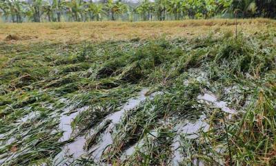 ঘূর্ণিঝড় মিধিলের প্রভাবে টানা বর্ষণে বিপাকে বোরো চাষীরা