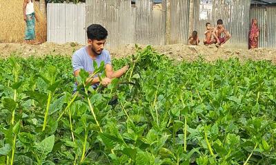 পুঁইশাক চাষ করে লাভের মুখ দেখছেন কৃষক ইয়াসিন