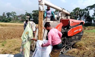 কম্বাইন হারভেস্টার দিয়ে ধান কাটছেন কৃষকরা