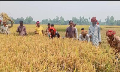 সরিষাবাড়ীতে কৃষকের ধান কেটে দিলেন কৃষক দলের নেতারা