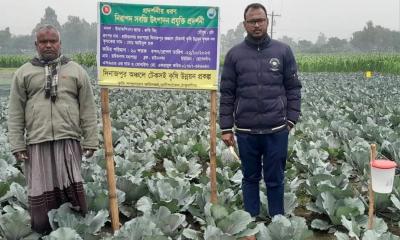 রাণীশংকৈলে বেগুনী রঙের বাঁধাকপিতে কৃষকদের রঙিন স্বপ্ন !