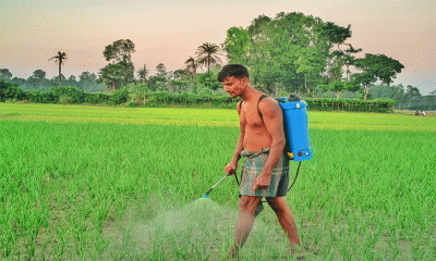 পেঁয়াজক্ষেত পরিচর্যায় ব্যস্ত কৃষক; দাম নিয়ে দুশ্চিন্তা