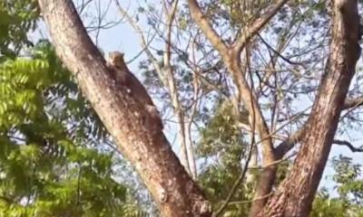 ভাঙ্গার সেই মেছোবাঘটি এখন লোকালয়ে, ছাত্র-ছাত্রীদের মাঝে চরম আতঙ্ক