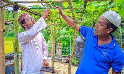 শ্রীমঙ্গলে মসজিদের ছাদে থোকায় থোকায় ঝুলছে আঙুর, লাভের স্বপ্ন বুনছেন ফারুক