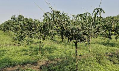 চাঁপাইনবাবগঞ্জে কাঙ্ক্ষিত বৃষ্টি—আমচাষে আশার আলো