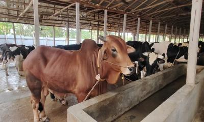 রূপগঞ্জে ব্যস্ত সময় পার করছেন খামারিরা
