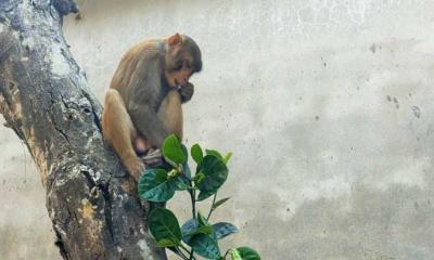 নান্দাইলে হাটশিরা বাজারে হঠাৎ বানরের আগমন; উৎসুক মানুষের ভীড়