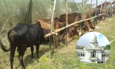 আফতাবনগরে গরুর হাট বসানো যাবে না