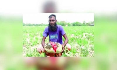 পটুয়াখালীতে গুঁড়িগুঁড়ি বৃষ্টি, ক্ষতির মুখে কৃষি