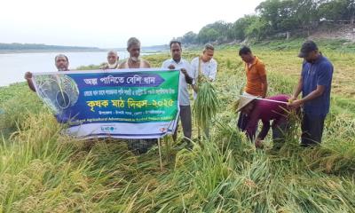 চাঁপাইনবাবগঞ্জে বোরো ধানে পানি সাশ্রয়ী প্রযুক্তি নিয়ে কৃষক মাঠ দিবস