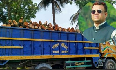 নড়াইলে সরকারি গাছ চুরির অভিযোগে ইউপি চেয়ারম্যানসহ ১৩ জনের বিরুদ্ধে মামলা