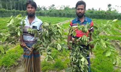 জীবননগরে রাতের আঁধারে পেয়ারা গাছ কেটে দিল দুর্বৃত্তরা