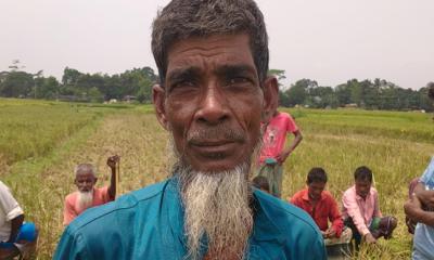 মধ্যনগরে জমি নিয়ে বিরোধ আদালতে মামলা পাকা ধান কাটলো পুলিশ