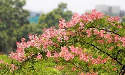 ধনবাড়ীতে মুগ্ধতা ছড়াচ্ছে দুর্লভ লাল সোনাইল
