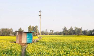 মৌমাছির গুঞ্জনে মুখরিত সরিষা ফুলের মাঠ, স্বপ্নে বিভোর কৃষক