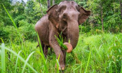 রাঙ্গামাটির কাপ্তাইয়ে বন্য হাতির আক্রমণে শিক্ষার্থীর মৃত্যু