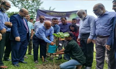 বাকৃবিতে পূবালী ব্যাংকের বৃক্ষরোপণ