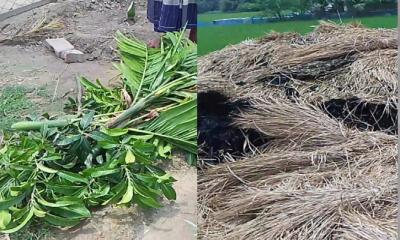 তানোরে খড়ের পালা ও গাছ কাটার ঘটনায় থানায় অভিযোগ