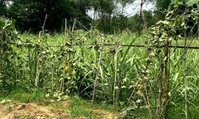 কমলগঞ্জে গাছের সাথে এ কেমন শত্রুতা?