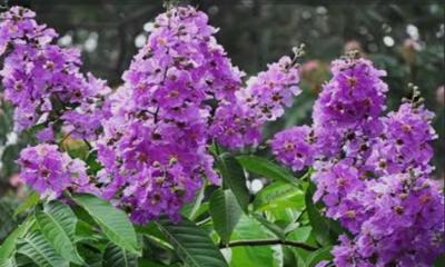 ধনবাড়ীতে মুগ্ধতা ছড়াচ্ছে দুর্লভ লাল সোনাইল