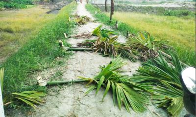 কোটালীপাড়ায় প্রকাশ্যে শতাধিক সুপারি গাছ কাটার অভিযোগ