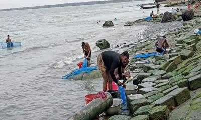 মোরেলগঞ্জে পানগুছির জোয়ার-ভাটায় রেণু পোনা ধরে চলে তাদের সংসার