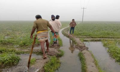 শত্রুতা করে রাতে গভীর নলকূপ চালিয়ে ফসল নষ্ট!