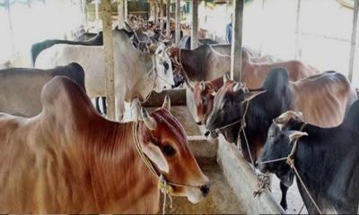 ঈদ সামনে রেখে গরু মোটাতাজাকরনণ ব্যস্ত সময় পার করছেন খামারিরা