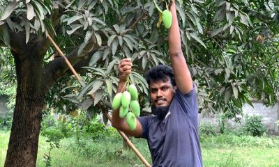 রোদের হাসিতে পেকেছে রাজশাহীর আম