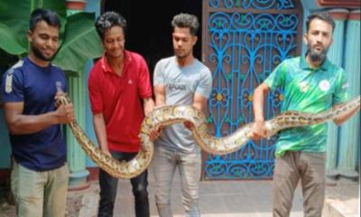 বোয়ালখালীতে অজগর উদ্ধার