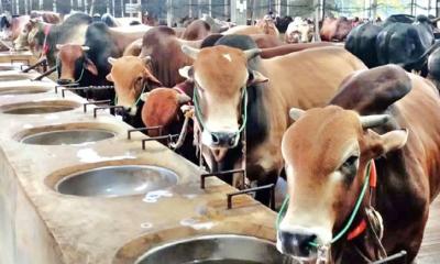 দেশে কোরবানিযোগ্য পশু ১ কোটি ২৪ লাখ