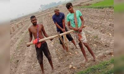 তানোরে গরুর বদলে মানুষ দিয়ে জমি থেকে আলু উত্তোলন