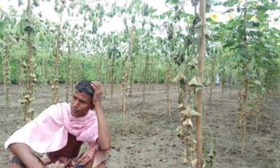 কিশোরগঞ্জের হোসেনপুরে কৃষকের ৯০০ কুমড়া গাছ কাটল দুর্বৃত্তরা