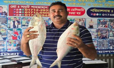 পদ্মার দুই ইলিশ বিক্রি হলো ১৬০০০