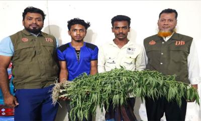 নলছিটিতে গাঁজার গাছ চাষ, দুইজন আটক