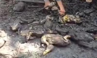বাউফলে দুর্বৃত্তের দেয়া আগুনে গরু-ছাগলসহ অর্ধশত হাঁস-মুরগী  ভস্মীভূত