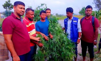 জামালপুরের মেলান্দহে গাঁজার গাছসহ একজন আটক
