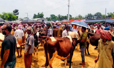 ভাঙ্গুড়ায় জমে উঠেছে কোরবানির পশুর হাট
