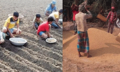 তানোরে ধান কাটা ও আলু রোপণে ব্যস্ত কৃষকরা