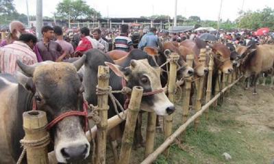 রাজধানীর ১৯টি স্থানে বসছে কোরবানির পশুর হাট