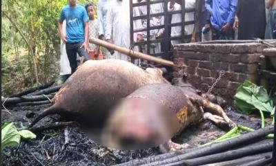 মাগুরার শ্রীপুরে অগ্নিকাণ্ডে বিধবা ভানু বেগমের দুইটি গরু ভস্মীভূত, দুই লাখাধিক টাকার ক্ষয়ক্ষতি