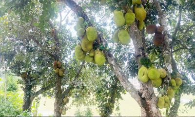 কমলগঞ্জে গাছে গাছে ঝুলছে রসালো ফল কাঁঠাল