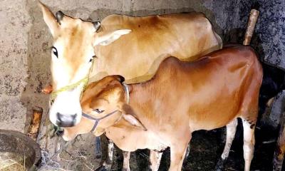 আদমদীঘিতে পুলিশের গাড়ি দেখেই গরু রেখে পালাল চোর