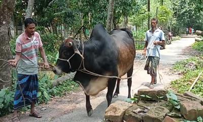 গরুর খামার করে সফল সাইফুল