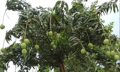 তানোরে আমের গাছে বাম্পার ফলন, চাষিদের চোখে মুখে রঙিন স্বপ্ন